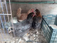 Golden Misri Hens (0323-6612330)