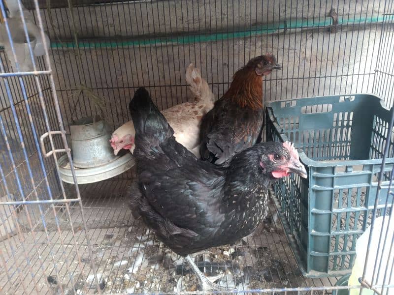 Golden Misri Hens (0323-6612330) 1