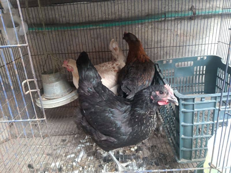 Golden Misri Hens (0323-6612330) 2