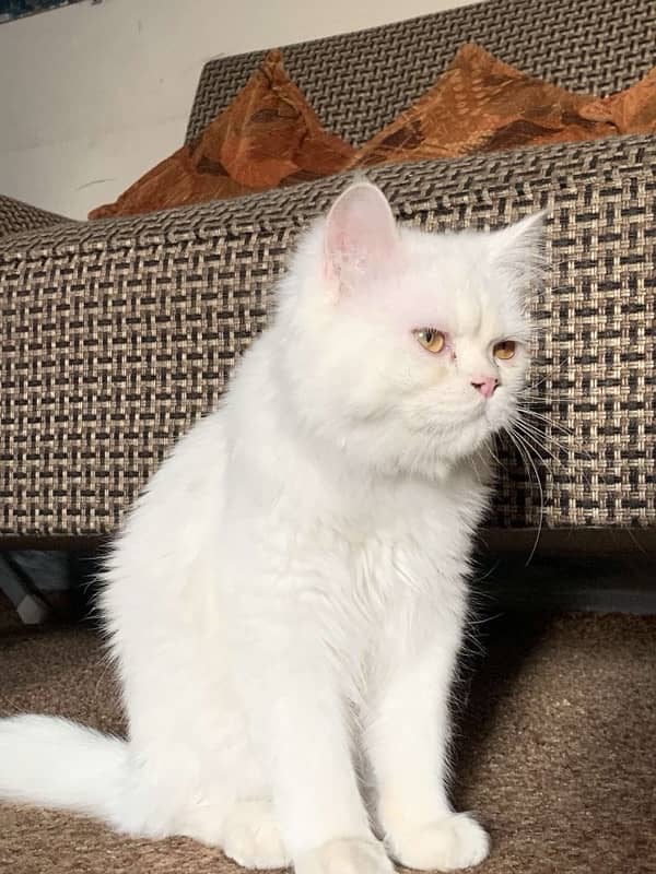 Persian tripple coated male urgent sale 1