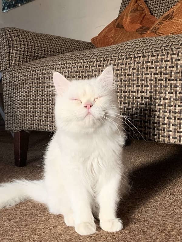 Persian tripple coated male urgent sale 2