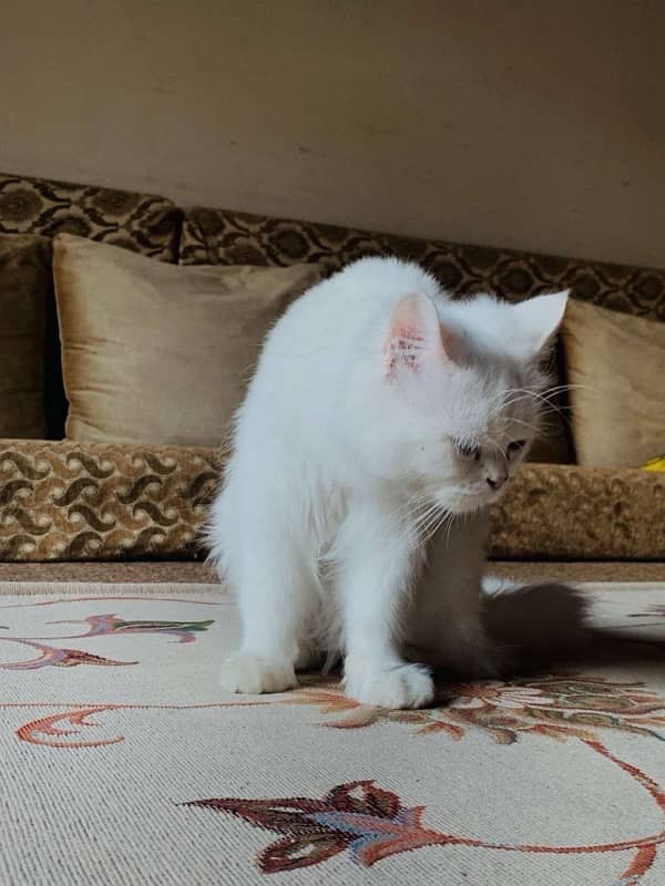 Persian tripple coated male urgent sale 3