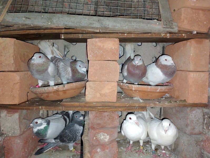 Qasad pigeon's urgent for sale. 0