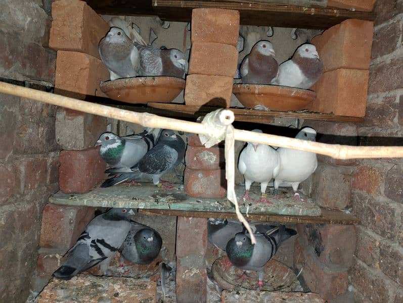 Qasad pigeon's urgent for sale. 1