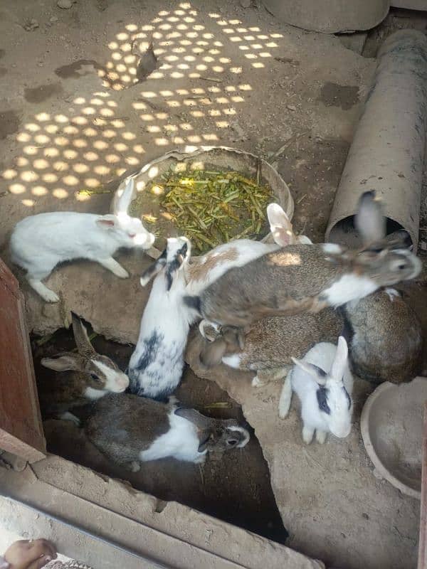 rabbit for sale 0