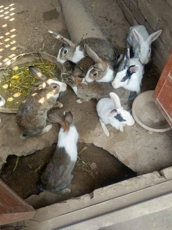 rabbit for sale 1