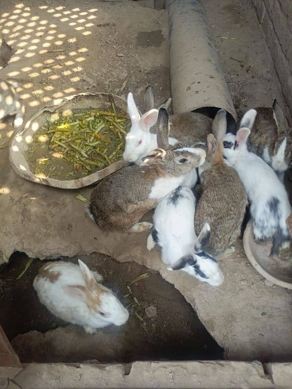 rabbit for sale 2