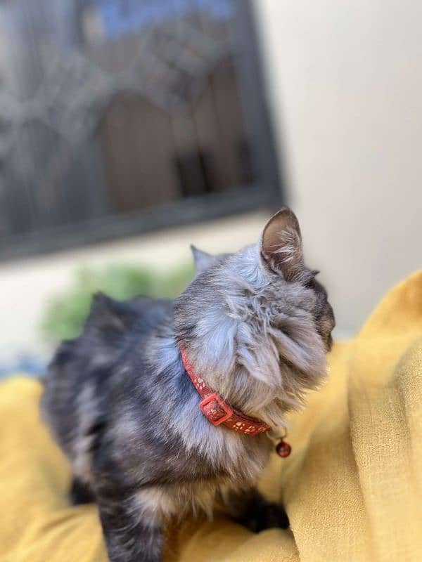 TRIPLE COATED PERSIAN KITTEN SMOKEY GREY 2