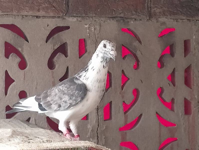 Qasad pigeon's urgent for sale. 5