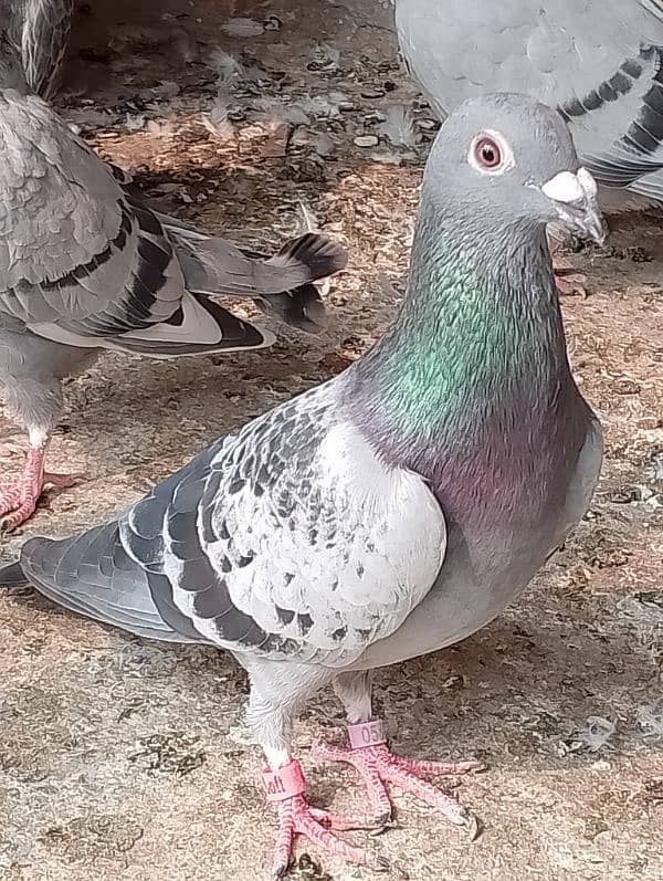 Qasad pigeon's urgent for sale. 6