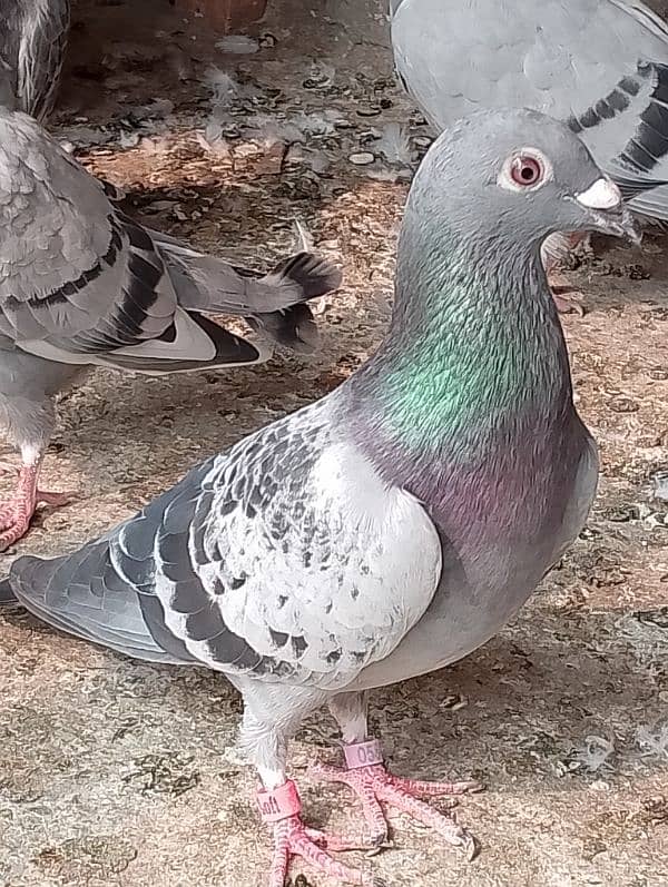 Qasad pigeon's urgent for sale. 7