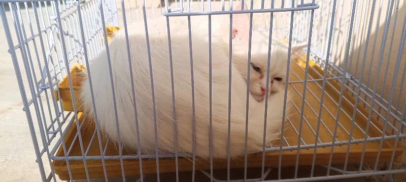 cat with persion breed 1