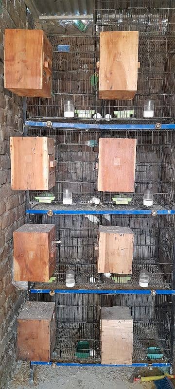 1cage Angel or folding cage front box option f sale 1