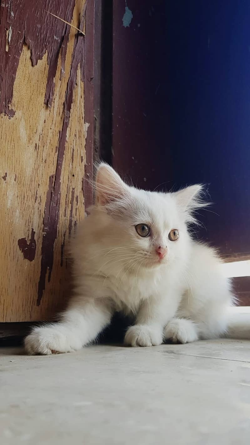 White Kitten of Persian breed 0