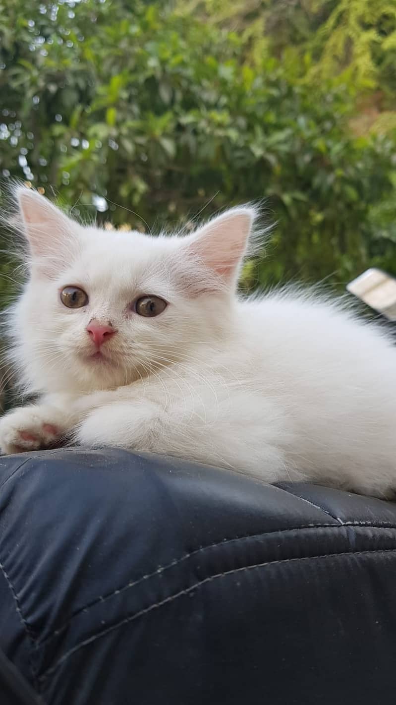 White Kitten of Persian breed 1