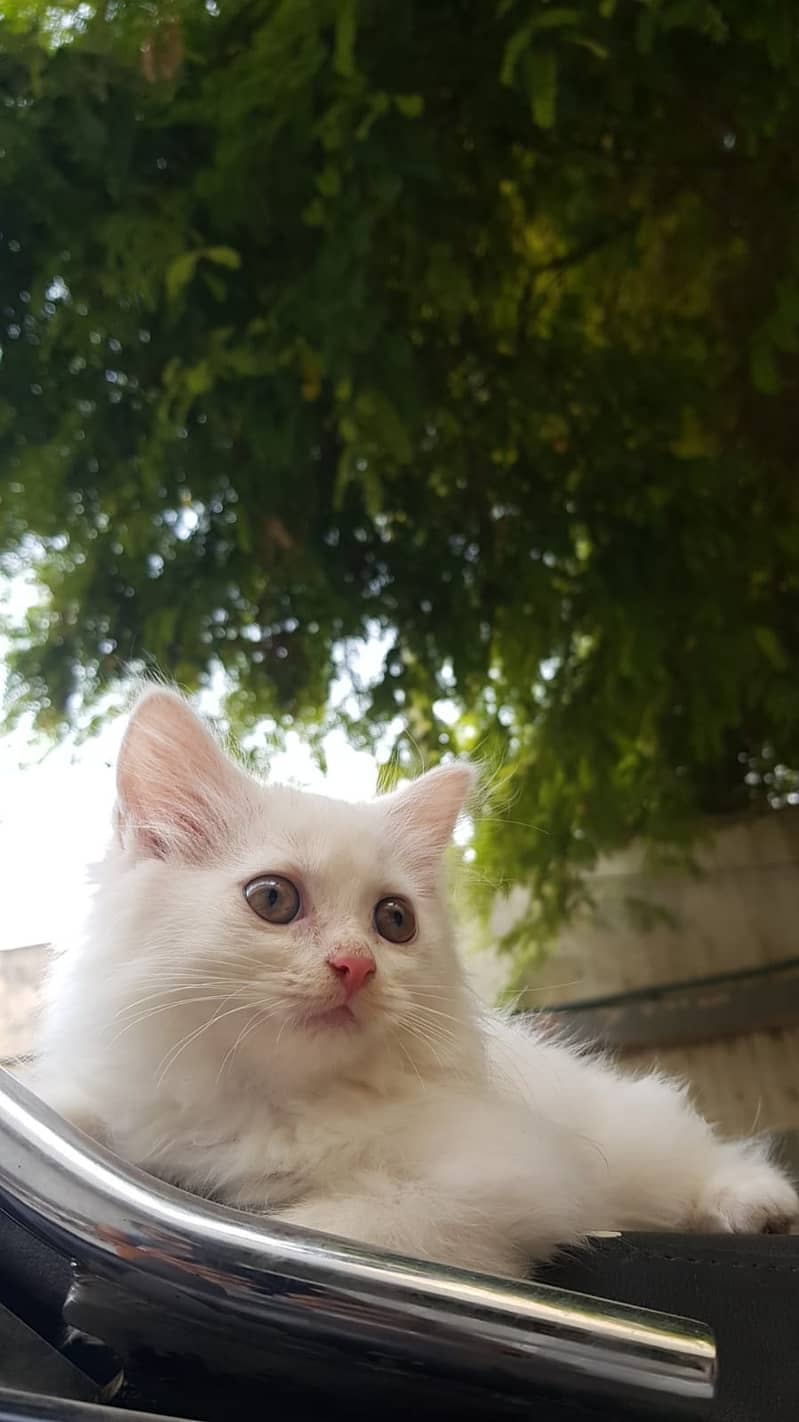 White Kitten of Persian breed 2