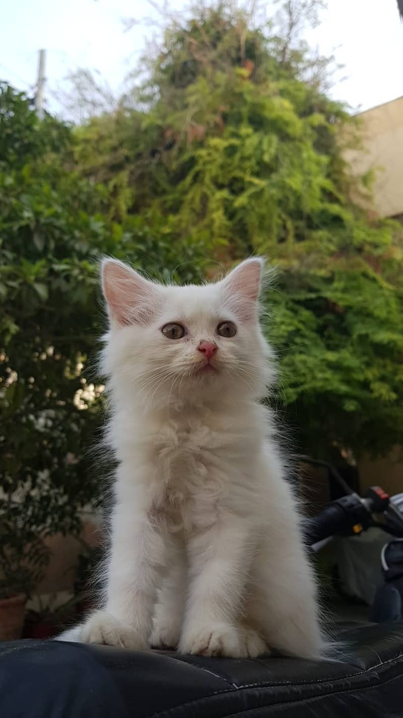 White Kitten of Persian breed 3