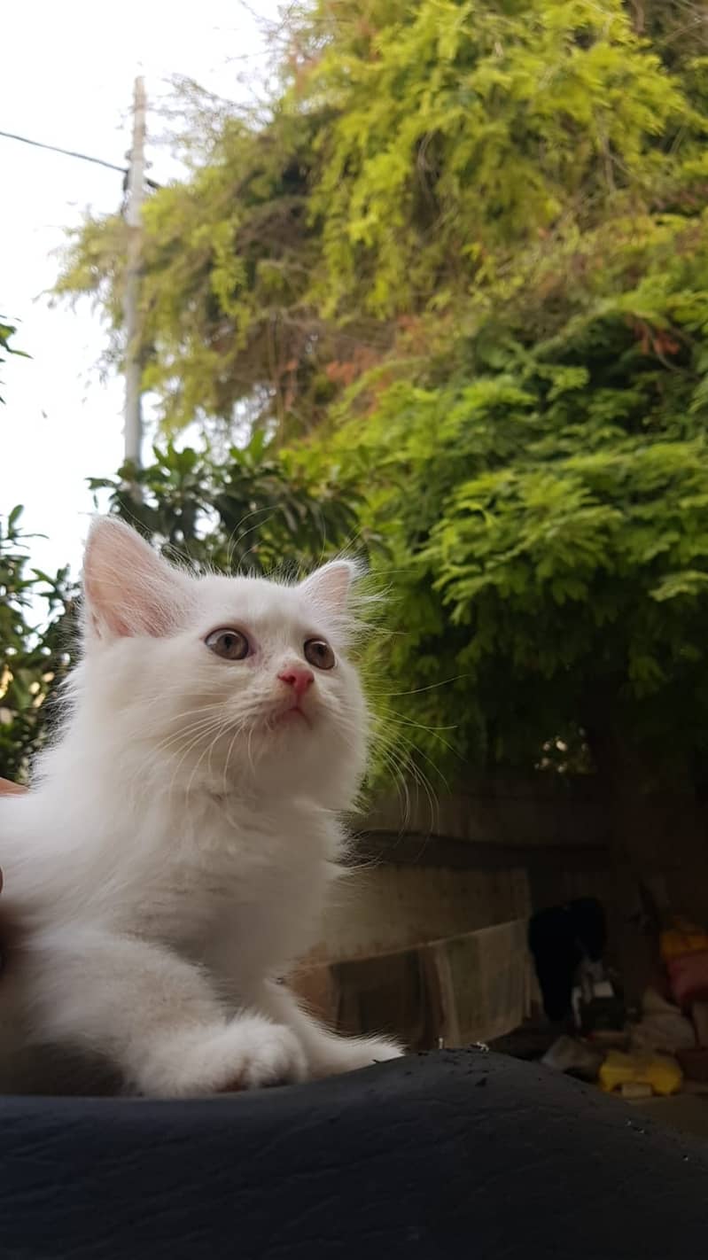 White Kitten of Persian breed 4