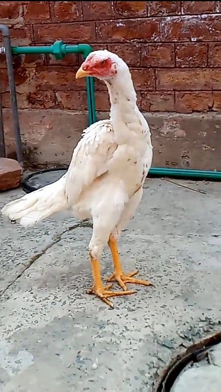 White O Shamo Female for Sale 2