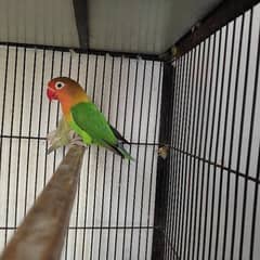 2 lovebird females (Pastelino + Green Fisher)