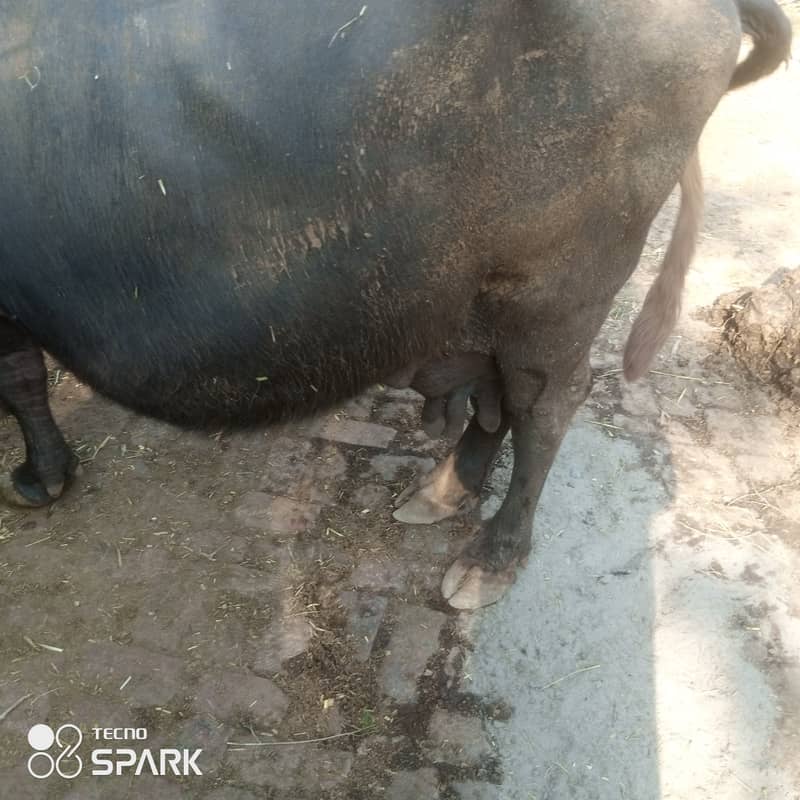 Pregnant buffalo now time to  ready to deliver 1