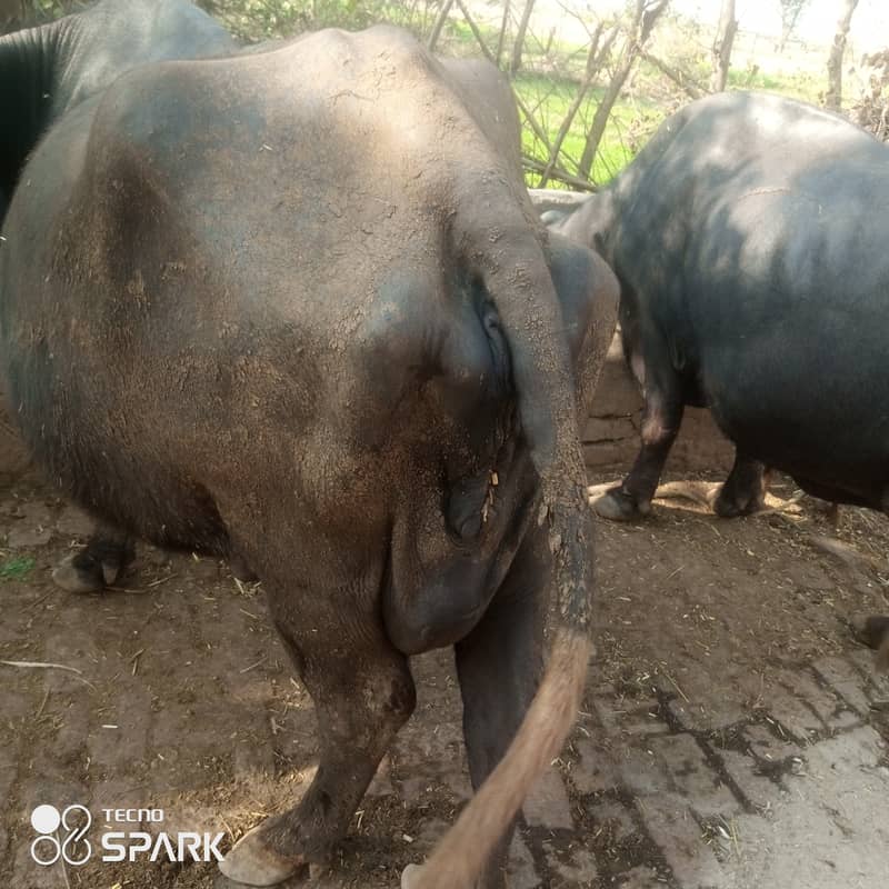 Pregnant buffalo now time to  ready to deliver 3