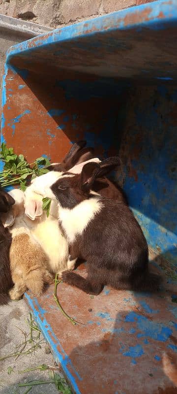 Rabbit babies for sale 0