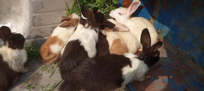 Rabbit babies for sale 1