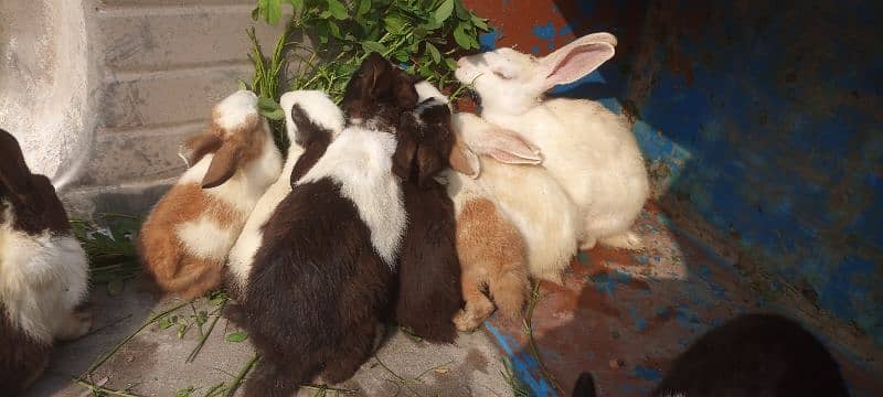 Rabbit babies for sale 2