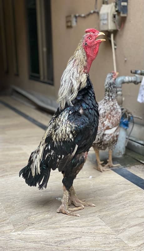 Java Aseel breeder male for sale 0