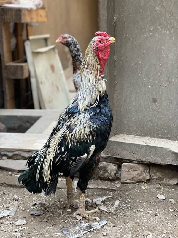 Java Aseel breeder male for sale 2