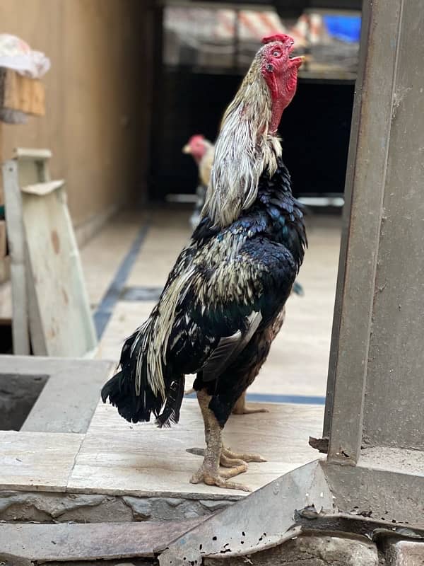 Java Aseel breeder male for sale 3