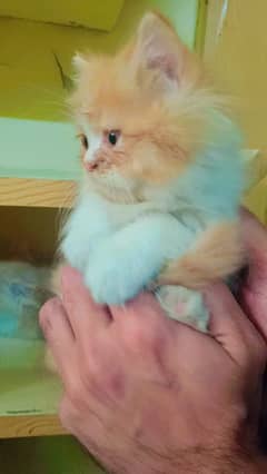 Persian Kittens | Punch Face | Triple Coated | Kittens For Sale