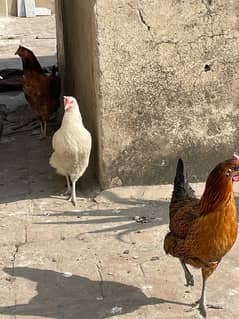 03072345470,,,,,,,3 desi hens or 1 desi murga ghar ka pala hoa