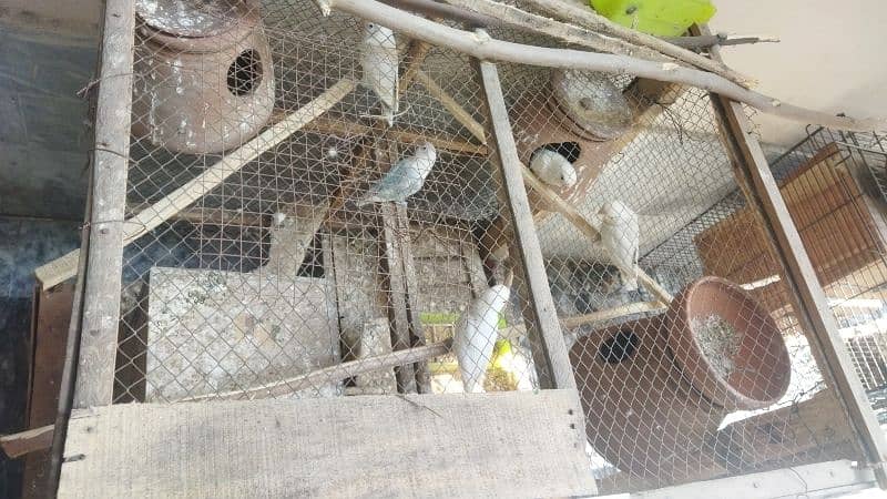 Albino Black Spilt 3 Pairs With Eggs With Cage For Sale 0