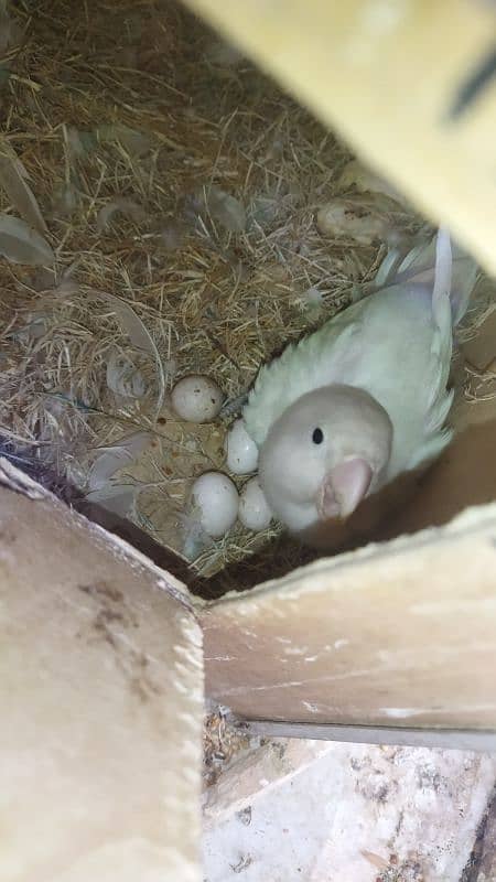 Albino Black Spilt 3 Pairs With Eggs With Cage For Sale 1