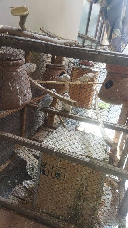 Albino Black Spilt 3 Pairs With Eggs With Cage For Sale 4