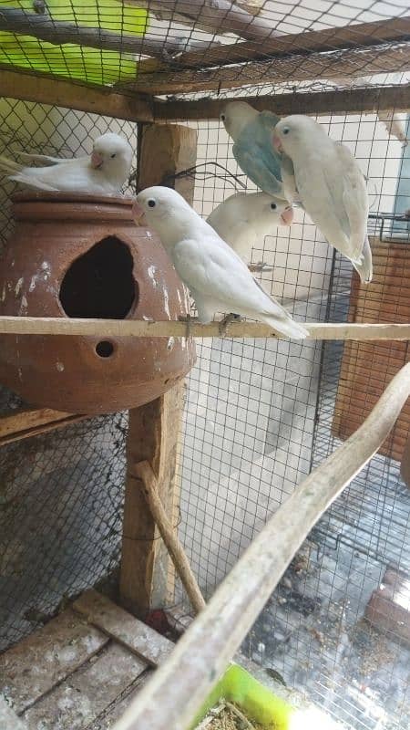 Albino Black Spilt 3 Pairs With Eggs With Cage For Sale 5