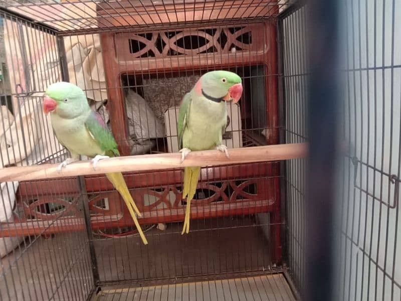 Raw Parrott Breeder for Sale 0