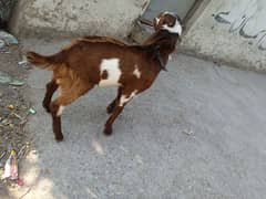 Crose bakra 03145387877