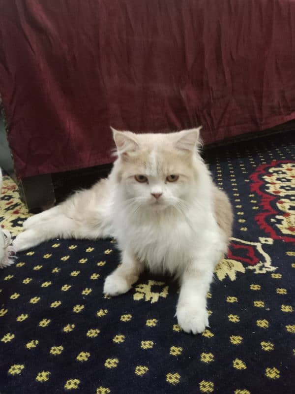 Persian jumbo sized cat available 4