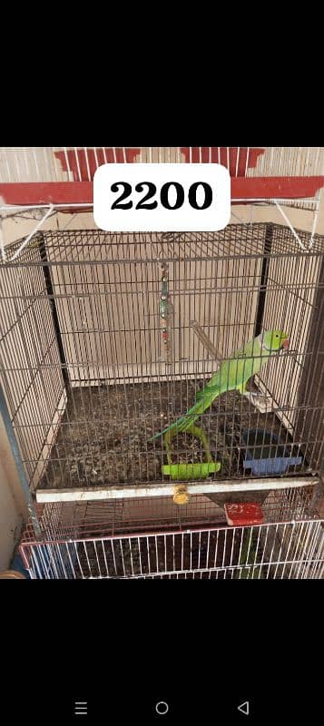 birds cages for sale 2