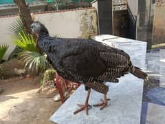 Turkey Female