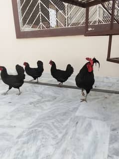 Australorp