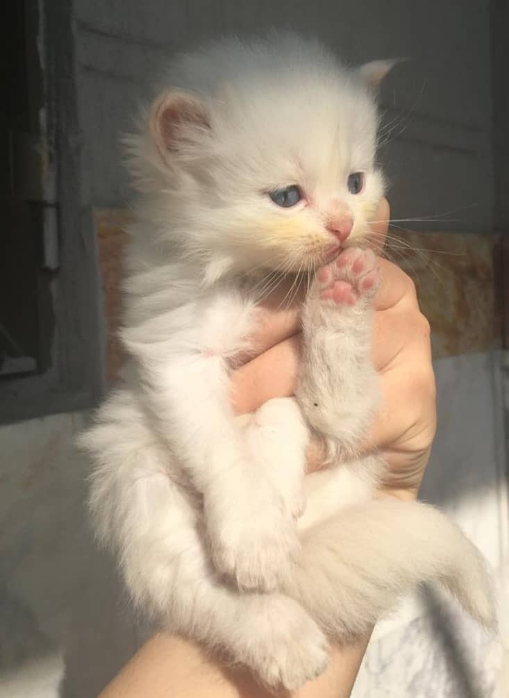 Single coted Persian kitten 0