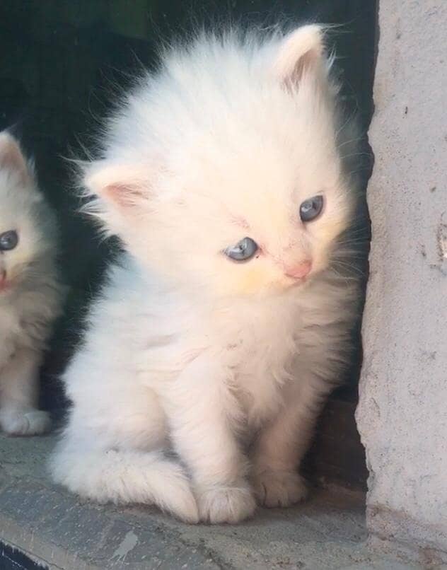 Single coted Persian kitten 2