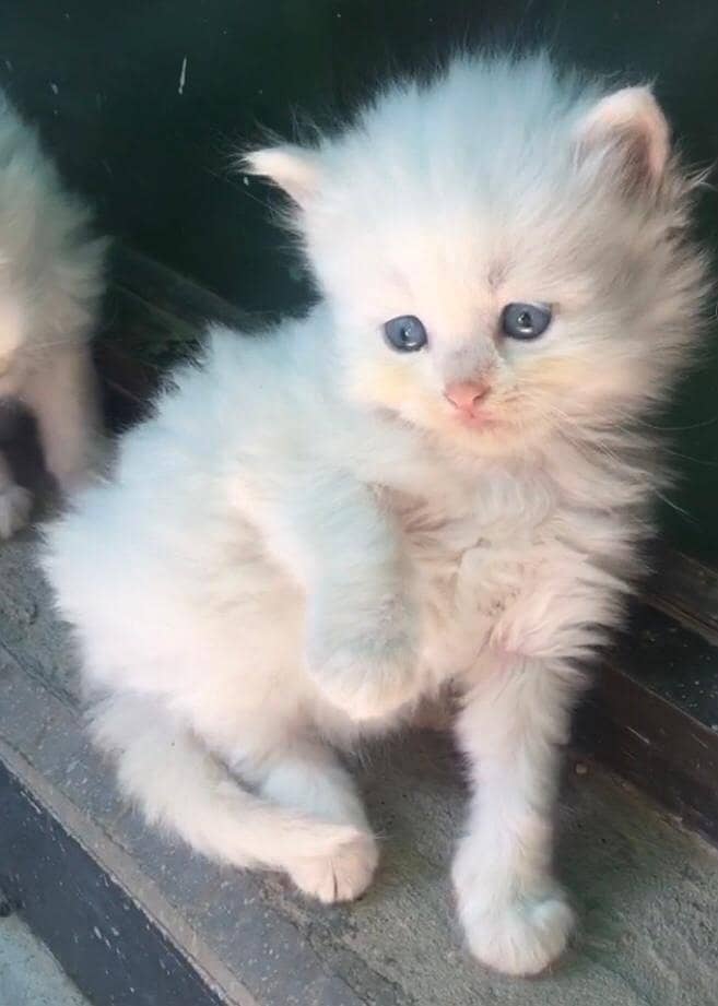 Single coted Persian kitten 3