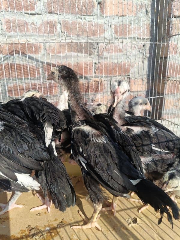 White O Shamo /Aseel pathy /king size/ shamo chicks/high Quality shamo 1