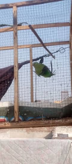 Green parrat