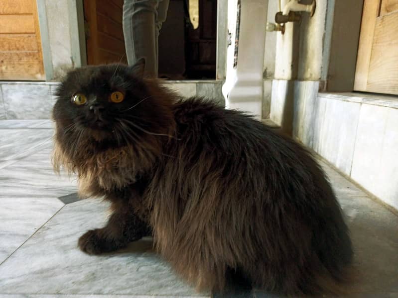 Black Cat Male For Sale 4